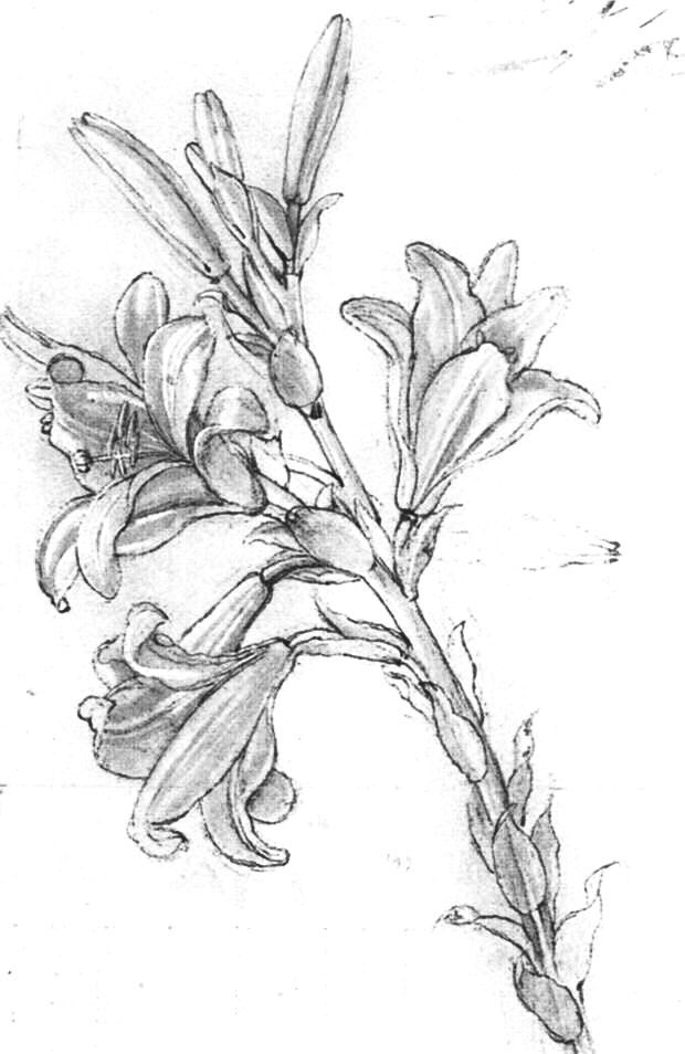 One of the great triumphs of science in the Renaissance were Leonardo’s botanical studies of plants. Lady with Unicorn (c1480), Lily (1480-5), St Jerome (1480) & St Sebastian (1480-1). St Sebastian was often used as a coded symbol by gay artists.