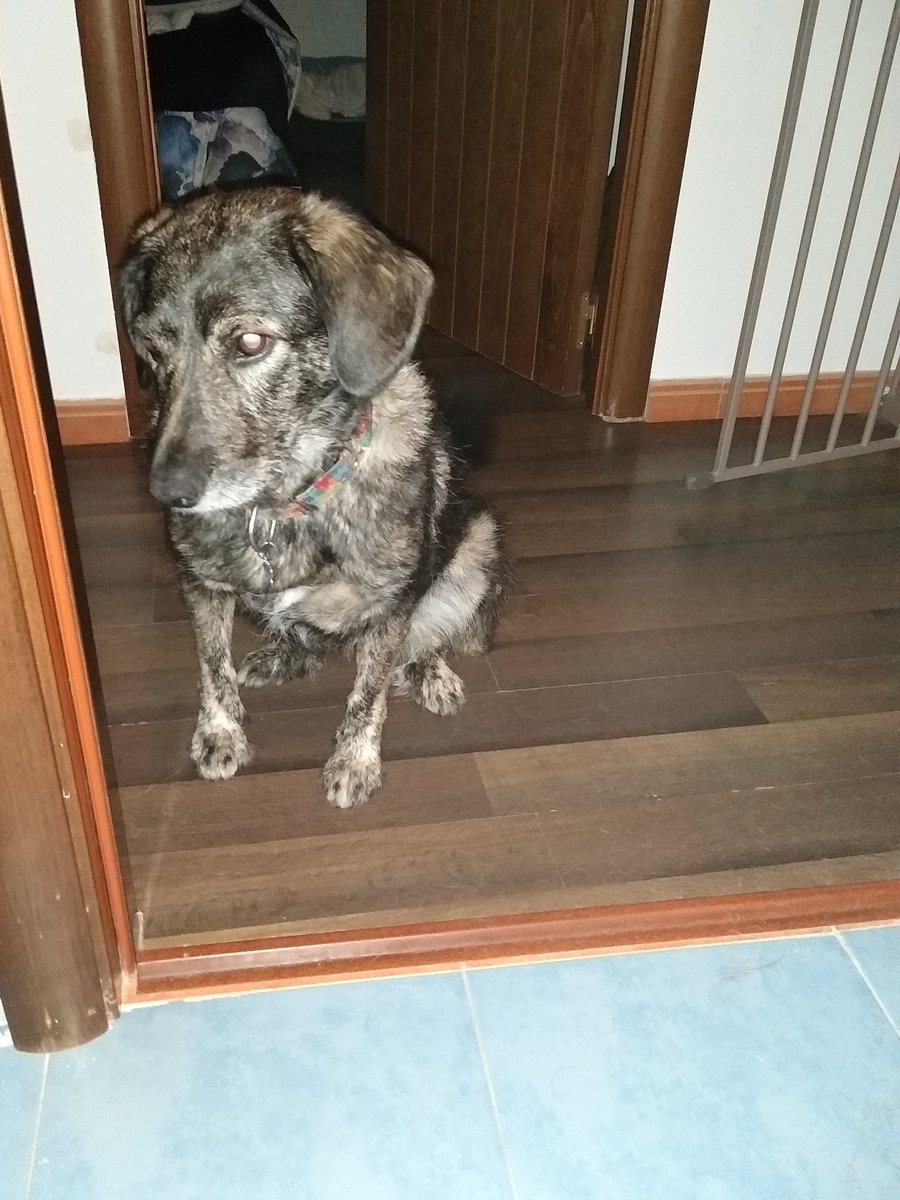 BrisaMolly's tweet photo. Hey mom, I haven't seen you in like...5secs😱 I was worried
No, mom, this stalker thing is not going too far🙄
No, mom, I'm not leaving, I need to be sure that you are ok😊
(And yes, mom was in the bathroom doing peepee🤣)
#dogsoftwitter
#stalkerdog #NoMorePrivacyInThisHouse https://t.co/xS7O5iFXfA