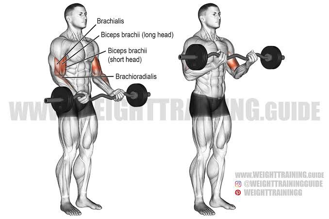 lanjut bicep dilakukan tiap latian apapun, cukup 2-3 gerakan aja (tetap 3x12 reps)1. dumbbell hammer curl2. dumbbell concentration curl3. ez bar curl