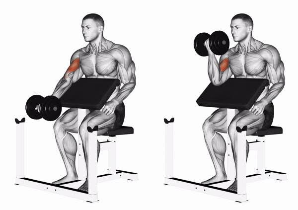 4. dumbbell preacher curl5. dumbbell curl6. standing cable curl