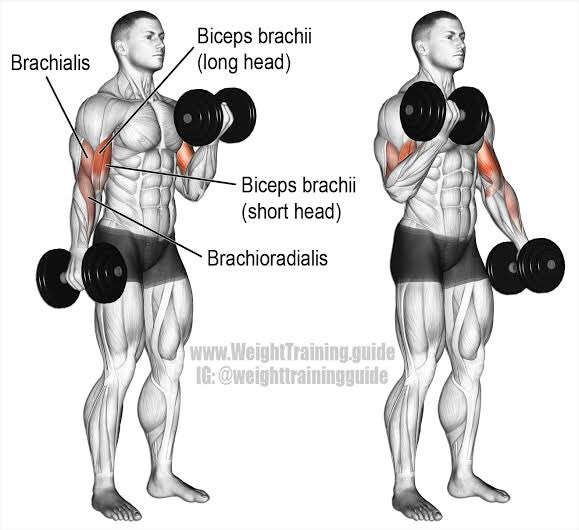 4. dumbbell preacher curl5. dumbbell curl6. standing cable curl