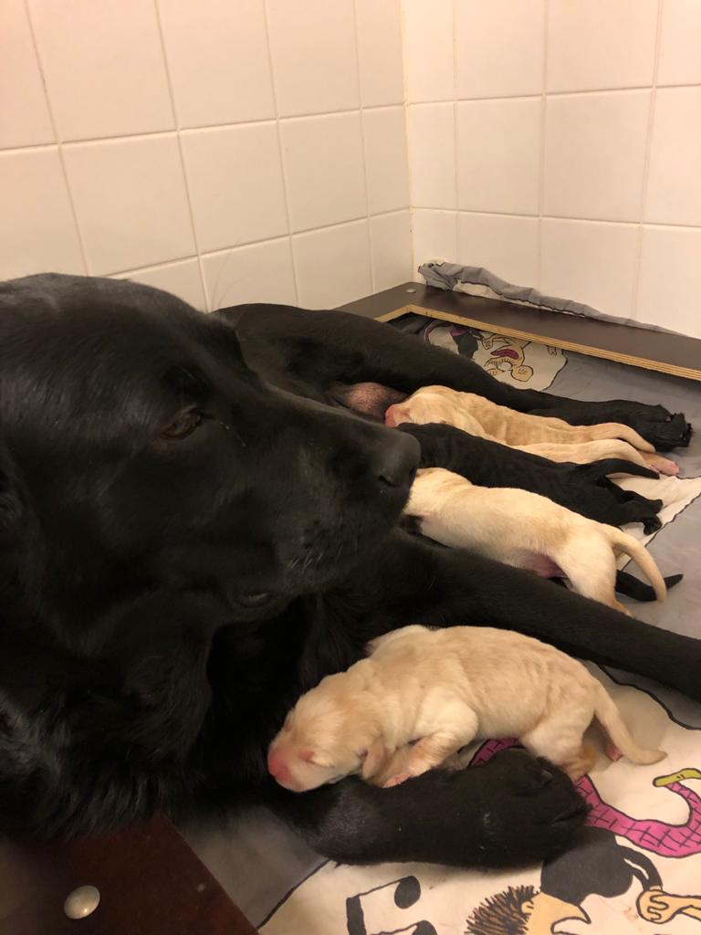 opaskoirakoulu's tweet image. Labradorinnoutaja Pola pyöräytti tiistaina Sibeliuksen ja suomalaisen musiikin päivän kunniaksi 8 hienoa pentua ❤️ Pikkupentujen tyytyväinen tuhina voi olla kuin musiikkia korville 🥰 #opaspentu #opaskoira #futureguidedogs #näkövammaisuus