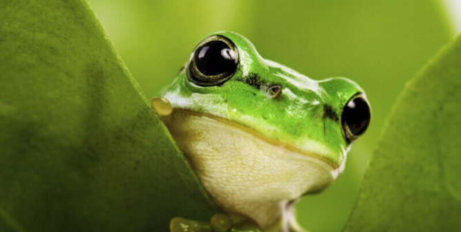 FrogsDaily3's tweet photo. Frog 80!!! :) https://t.co/mLy7ow1IbA
