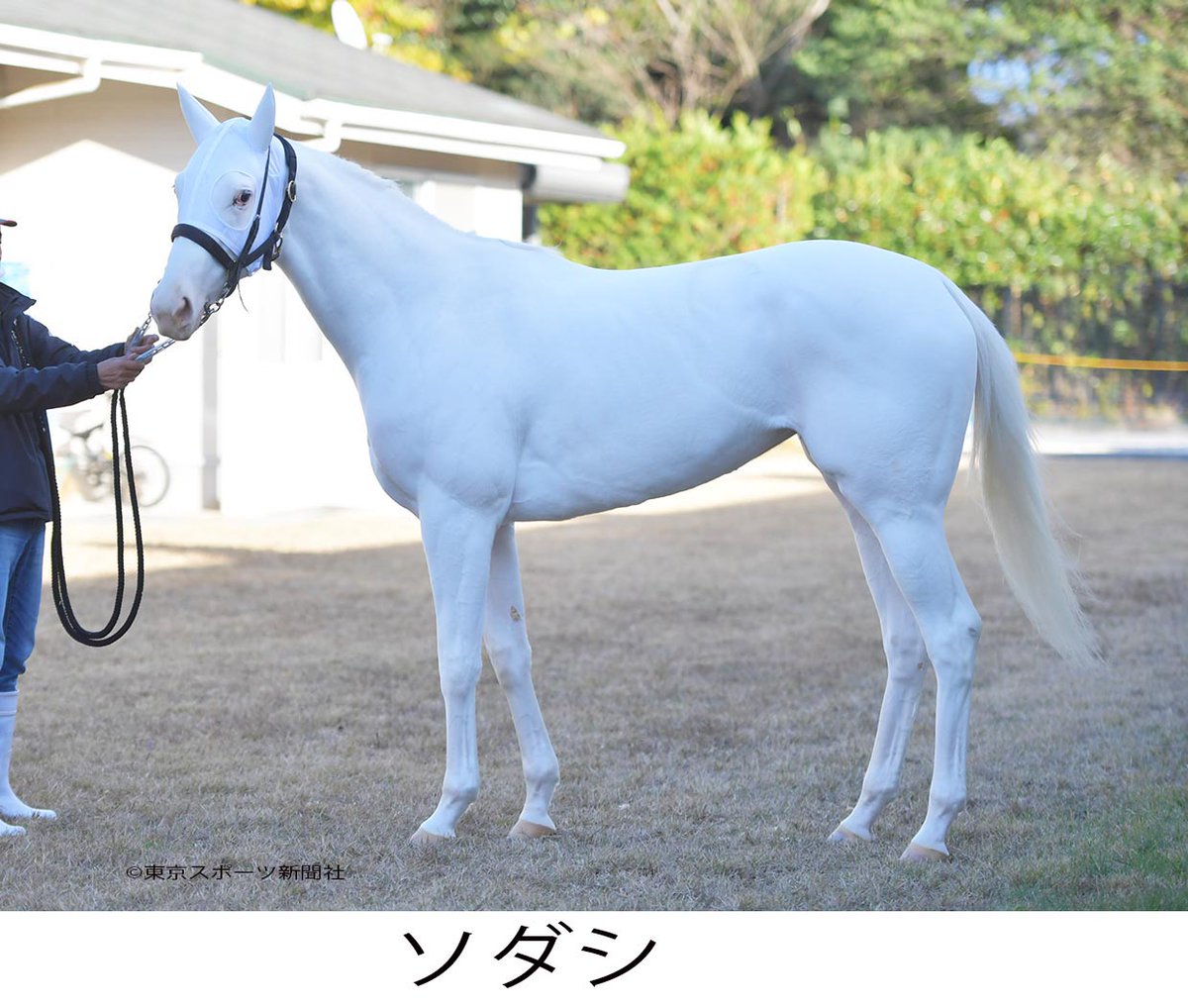 東スポ競馬 on X: 東スポ競馬 on X:
