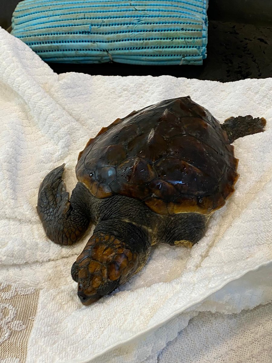 RivieraDiUlisse's tweet photo. Mercoledì scorso, la #GuardiaCostiera di #Formia, ha recuperato una #tartaruga "Caretta Caretta" in difficoltà. Personale del #ParcoRegionaleRivieraDiUlisse ha poi trasportato l'esemplare alla stazione zoologica #AntonDorhn di #Napoli.
Maggiori dettagli:
https://t.co/t8gyTD9wXg https://t.co/fuop5fB81N