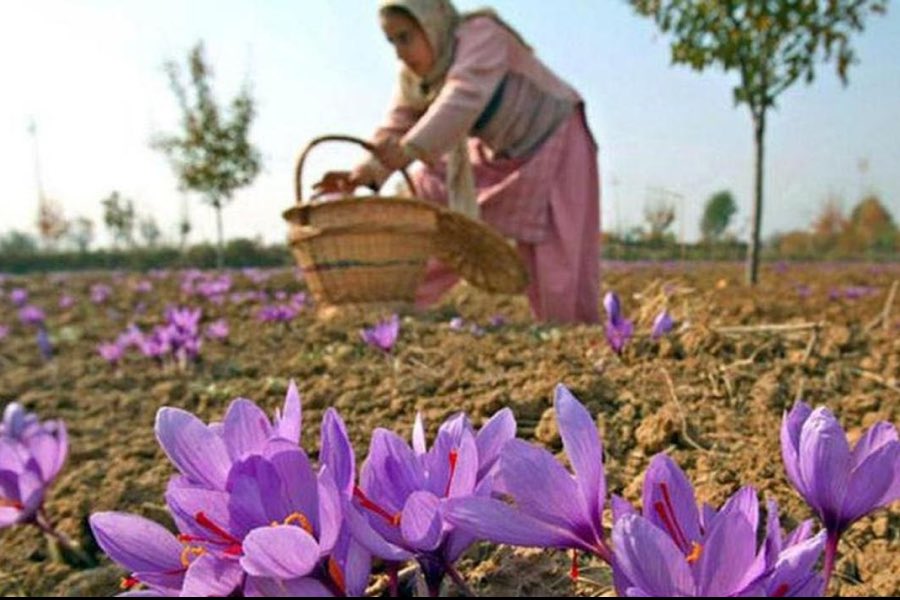 Forgot to add y I used this pic— Kashmiri saffron hs bn introduced in UAE by India. 
