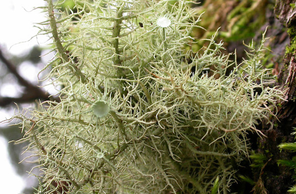 ucc_complutense's tweet image. Identifican los genes implicados en la producción de ácido úsnico, un compuesto de los líquenes con actividad antiviral y neuroprotectora.

👉 bit.ly/3gzWxVG