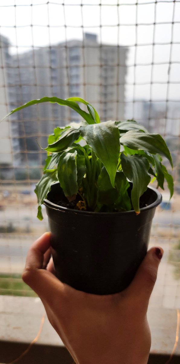 ankitamalik17's tweet photo. Thank you @ZenoGroupIndia for sending this cute plant ❤️ 

#Zenoyear2020 #Zenogivesback #Zenolove #LoveZeno https://t.co/rtcU7g0aDX
