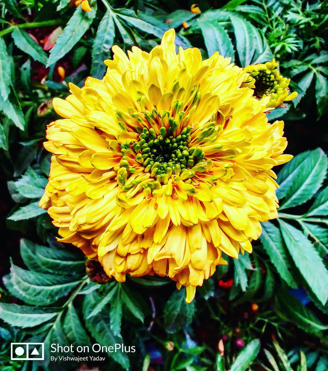 #Shotononeplus7t #Love #Mittikhusbooki #morningclick #yellowvibes #gardening #clickindiaclick