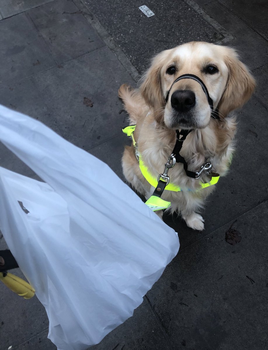 This morning I had my first access refusal with  @GuideDogAva There is a local hipster bakery I’ve wanted to try, so Ava helped me find it. I was told I would be served outside because of the dog.I firmly said she is a guide dog, Ava took me in & I just started ordering.