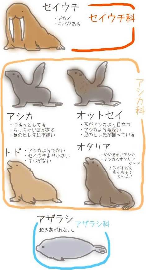 オットセイのtwitterイラスト検索結果 古い順 オットセイのtwitterイラスト検索結果 古い順