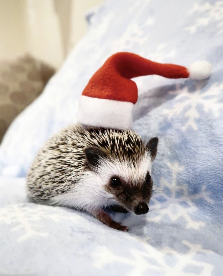 daily__hedgehog's tweet photo. Friday 11th December, 2020 https://t.co/TfAi6zCBTJ