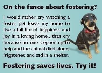 stefsrescue's tweet image. #FosterFirst #savealife #animalrescue
