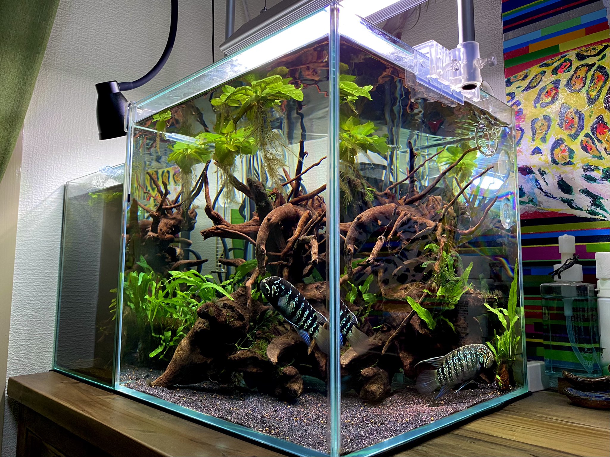Roki 30cubeリセット ちょっと狭いけどアドケタペア水槽にしました 仲は良いし仔採りはしないつもりなのでいいかなと イヴァナカラアドケタ アドケタ 30cube T Co 3x02tvcds3 Twitter