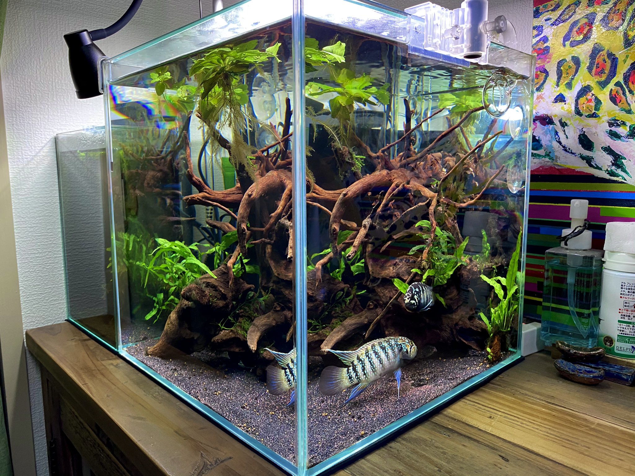 Roki 30cubeリセット ちょっと狭いけどアドケタペア水槽にしました 仲は良いし仔採りはしないつもりなのでいいかなと イヴァナカラアドケタ アドケタ 30cube T Co 3x02tvcds3 Twitter