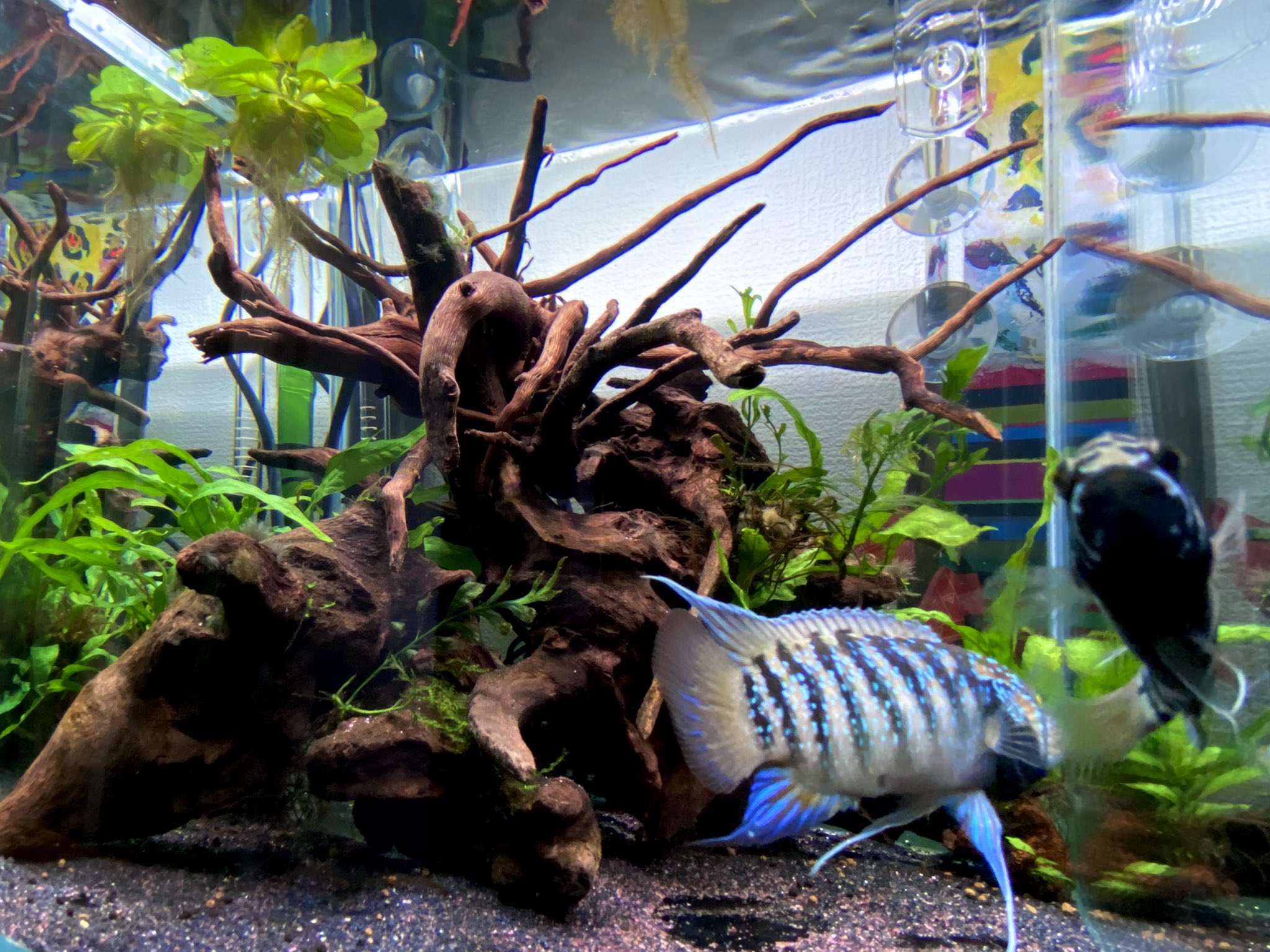 Roki 30cubeリセット ちょっと狭いけどアドケタペア水槽にしました 仲は良いし仔採りはしないつもりなのでいいかなと イヴァナカラアドケタ アドケタ 30cube T Co 3x02tvcds3 Twitter
