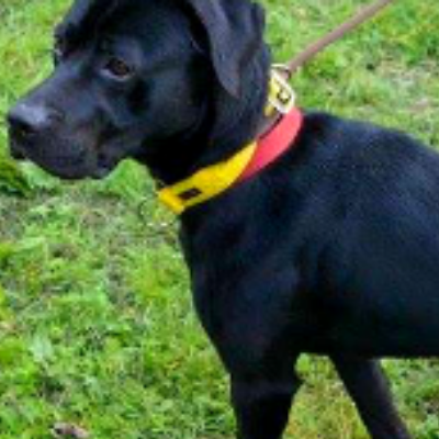 Please RT my details and help me find a new furever home 🐾
findingfureverhomes.org.uk/dogs/nico/