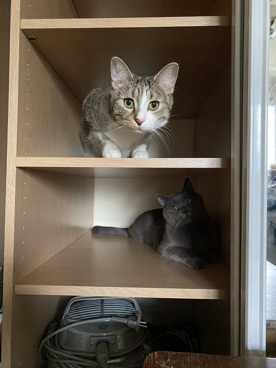 sakurisabelle's tweet image. Aujourd’hui je range les chats 😊