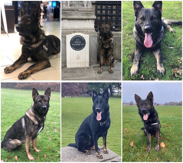 Wishing the Palmer Litter a very happy 3rd birthday! 
.
(L-R,T-B) PD Max, PD Rufus, PD Freya, PD Riggs, PD Barney, PD Ludo
.
#PalmerLitter #PoliceDogsOfTwitter
#PoliceDogs #GermanShepherd