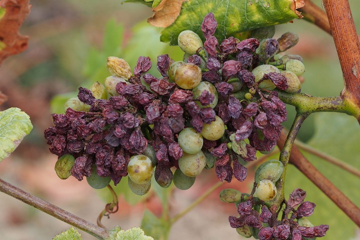 Виноград обработанный колхицином. Мильдью. Болезни винограда вертициллез. Болезни гроздей винограда. Солнечный ожог на ягодах винограда.