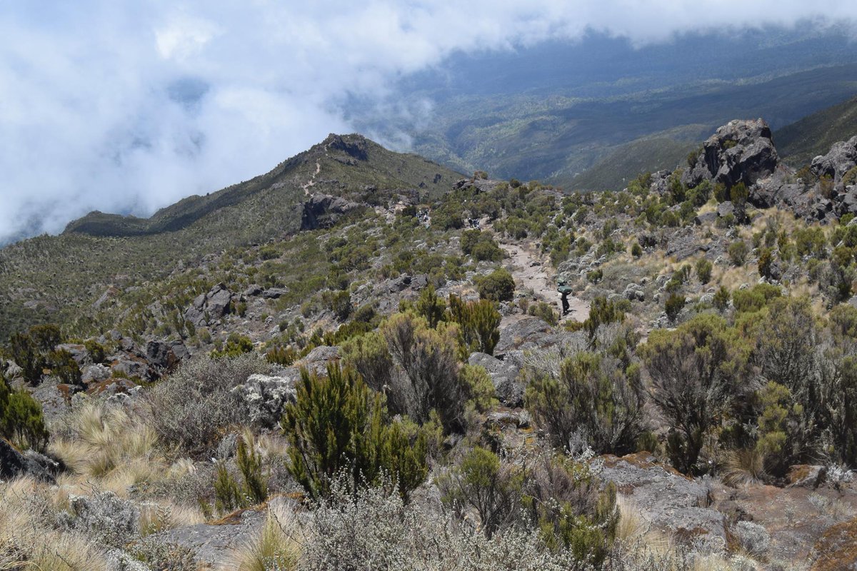 Indulge me whilst I go into full UN mode Today is  #InternationalMountainDay and whilst I'll be spamming you with pictures, I'm concerned, as always, about why we need this day of recognition...This year's theme is mountain biodiversityA thread. #MountainsMatter