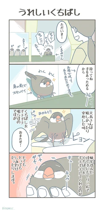 うれしいくちばし。#Buncho #javasparrow #文鳥 