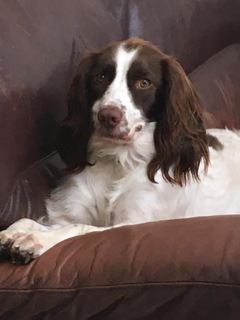 cocoacay's tweet photo. @saintpatsbns Tilly, Age 2 &amp;1/2 Springer Spaniel owners Oisín &amp; Finn O’Beirne 2nd &amp; 3rd class https://t.co/FR6vl9NU9V