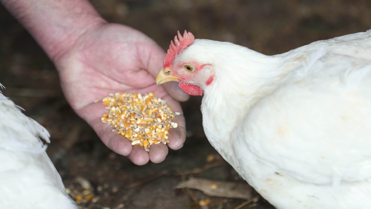 We pride ourselves on our high-quality free-range chicken.  

Our chickens have a superior flavour and texture as they are free to roam and enjoy a special grain diet which provides all nutrients needed to grow healthily 🐔  #FreeRange #QualityChicken
