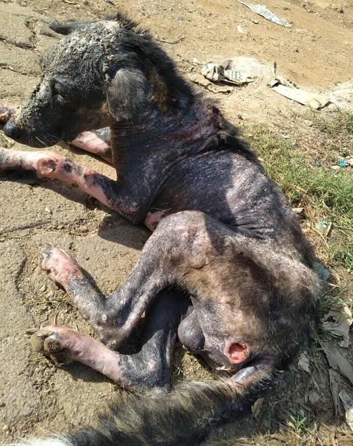 tommy_sos's tweet photo. Before and after photos of Billy, love is the difference between life and death. Please support us. https://t.co/Ta8gRqvb9B https://t.co/fOjhdFQtkd