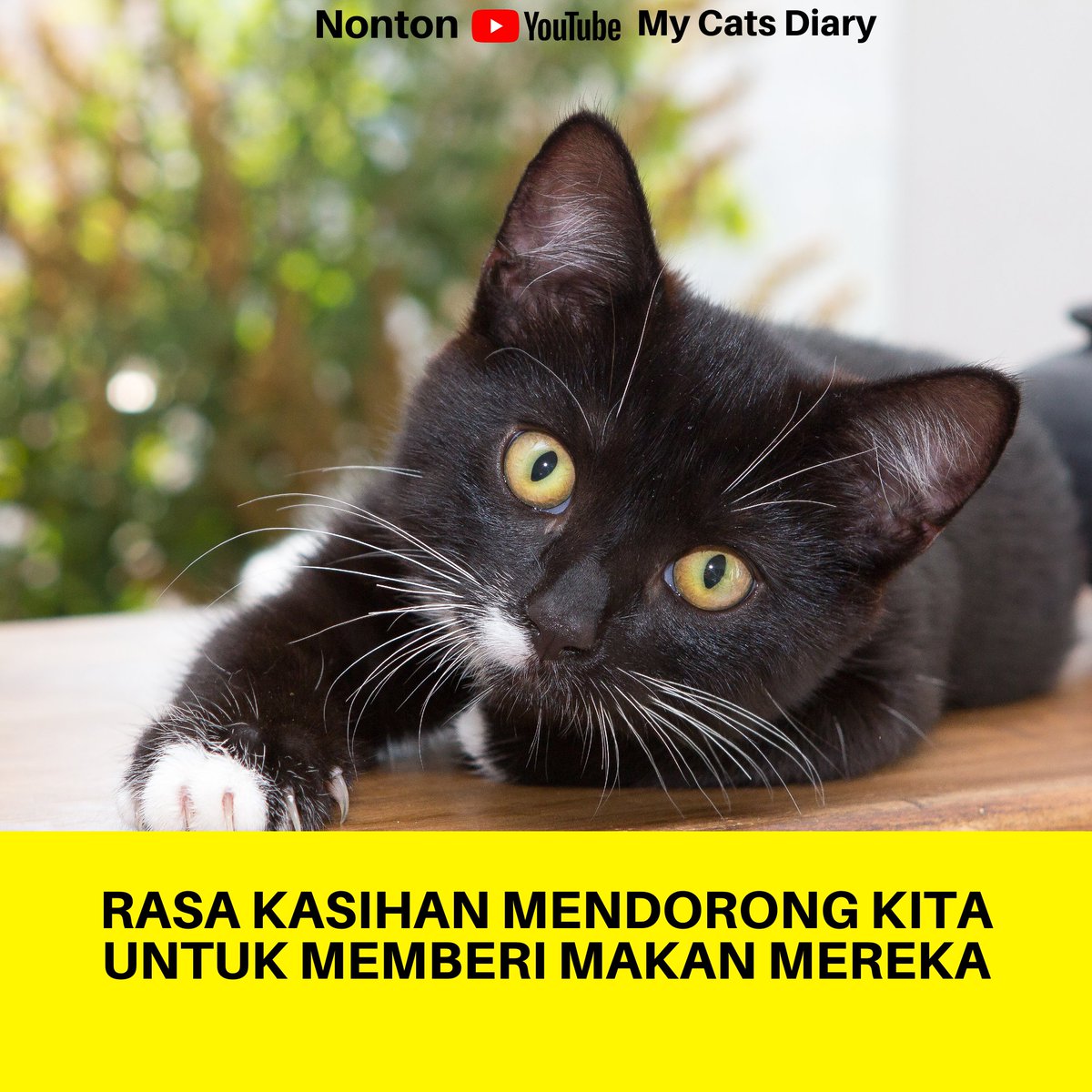 My Cats Diary (@mycatsdiaryid) on Twitter photo 