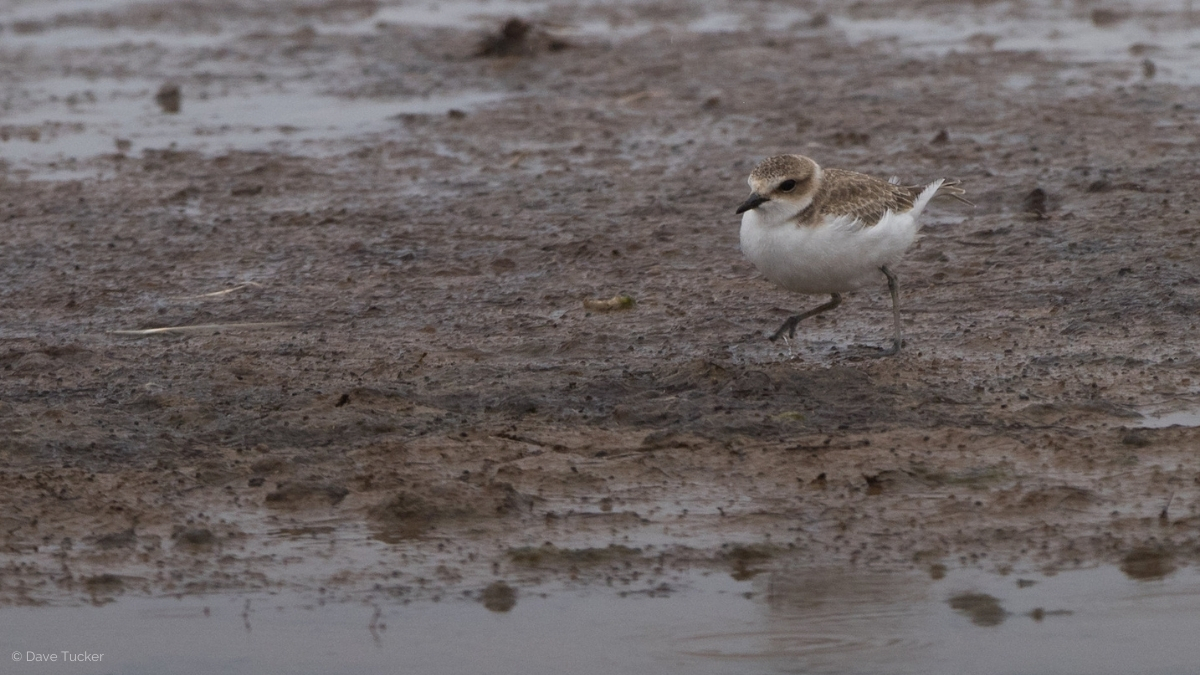 Migfest is another annual highlight, and in 2016  @_andyclements found a Kentish Plover with  @tom_mckinney. He also mucks in with the less glamorous tasks, e.g. tent-wrestling…