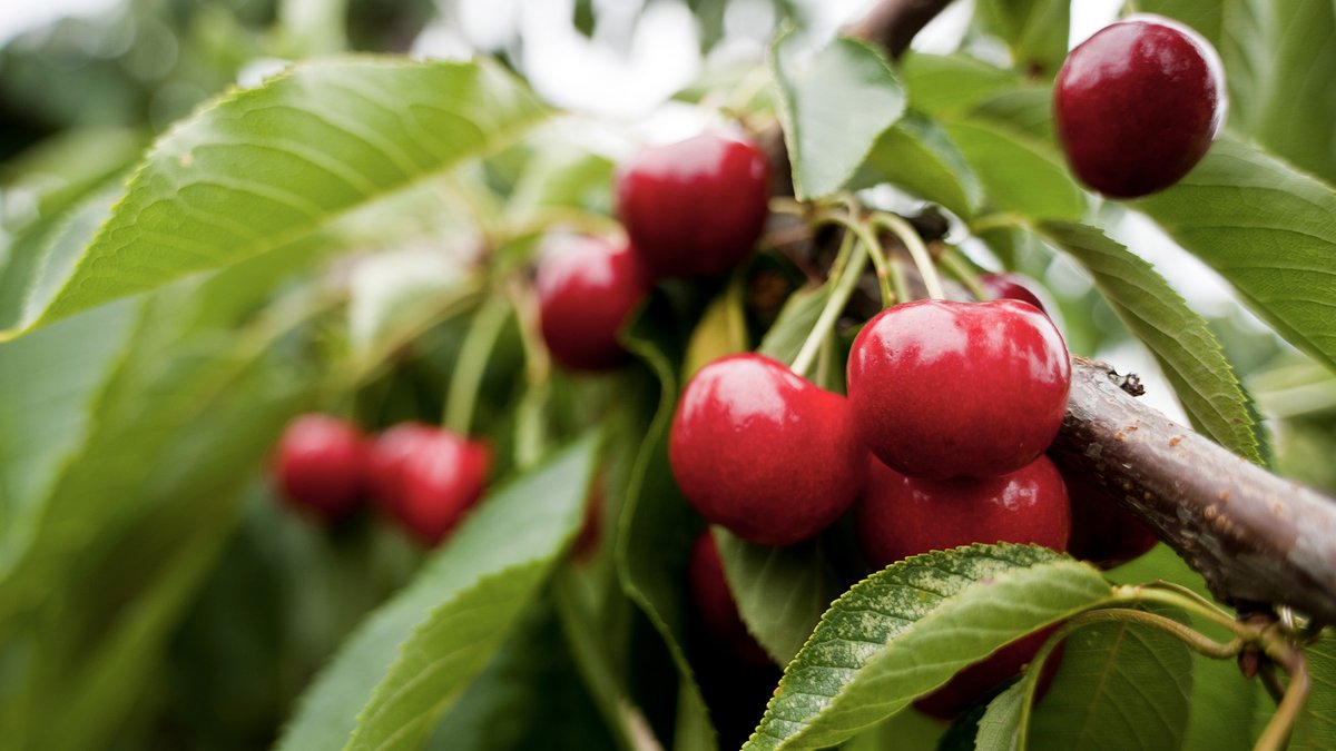 EmbaChileSuecia's tweet photo. 🇨🇱 ¡En #Chile ya es temporada de #cerezas! ¿Sabías que el 90% de las exportaciones de esta fruta van a Asia?
🇸🇪 I Chile är det redan körsbärssäsong! Visste du att 90% av #exporten av denna #frukt går till Asien?
#ChileCreatingFuture https://t.co/eqQGjO1ReC