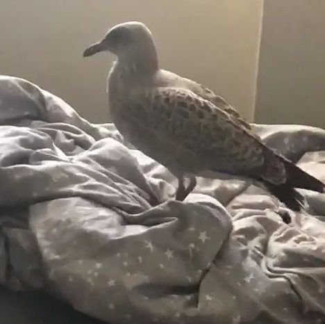 AussieSeagull's tweet photo. In 3 days I have amassed over 50 followers, to celebrate and to thank you all, I have chosen to pluck up the courage and share a nude pic of myself on the bed. Enjoy
#NSFW #Myjunk https://t.co/J7mcQBzjOi