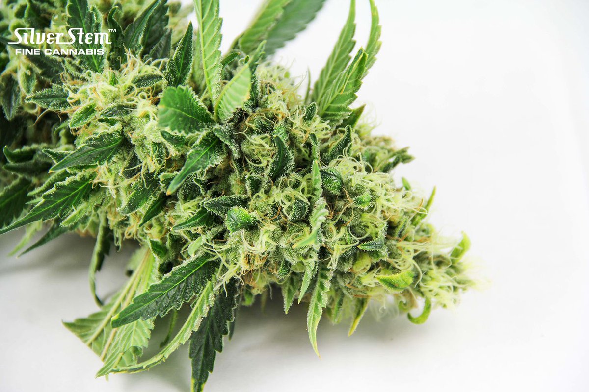 We continue our series of articles on terpenes.
Today let's take a closer look at the linalool terpene.
Check out full article and learn its effects, linalool rich strain, and more.
bit.ly/34121Uk

#Cannabis #Marijuana #CBD #THC #WeedLovers #WeenFam #WeedLife #Weed
