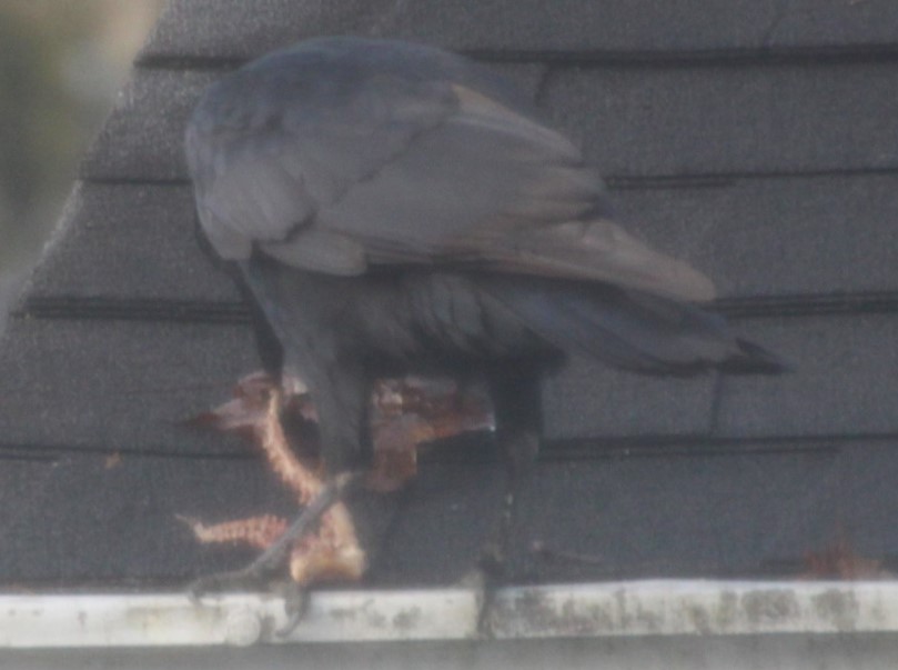 jjopperman's tweet photo. Here's a question for #CrowTwitter and #OctopusTwitter. First, is that an #octopus? I live near Cleveland, Ohio and this crow seems to have an octopus in its mouth. It buried it in a gutter, then unburied it tens minutes later. It seemed elated to have real seafood. https://t.co/VvOTVh3ZAW