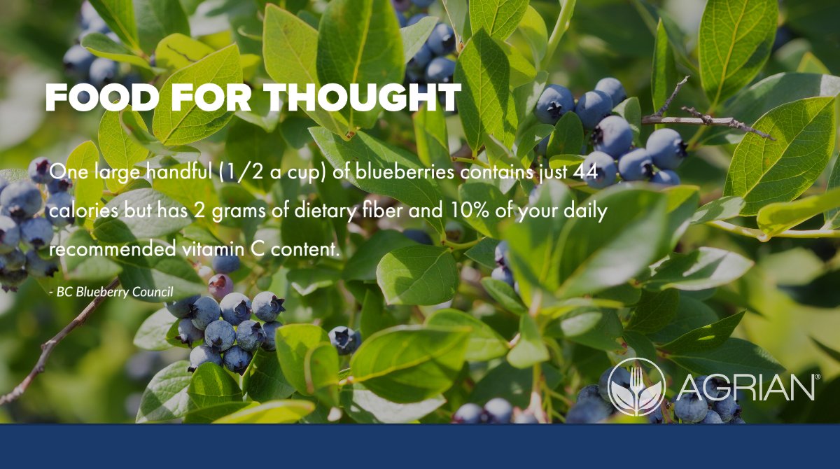 agrianinc's tweet photo. #FoodForThought Did you know that a single blueberry bush can produce as many as 6,000 blueberries? What's your favorite way to eat blueberries? #GrowWithAgrian #Blueberry https://t.co/vg2CIq4GJK
