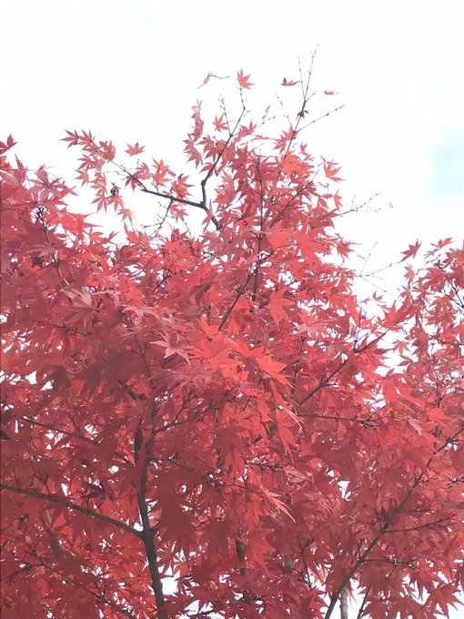 もみじの葉っぱのtwitterイラスト検索結果