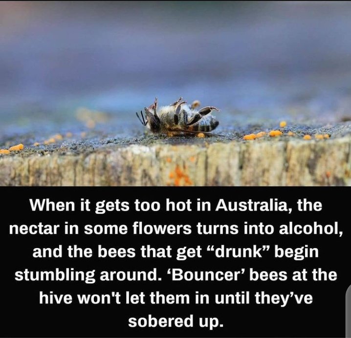 Courage the cowardly dog