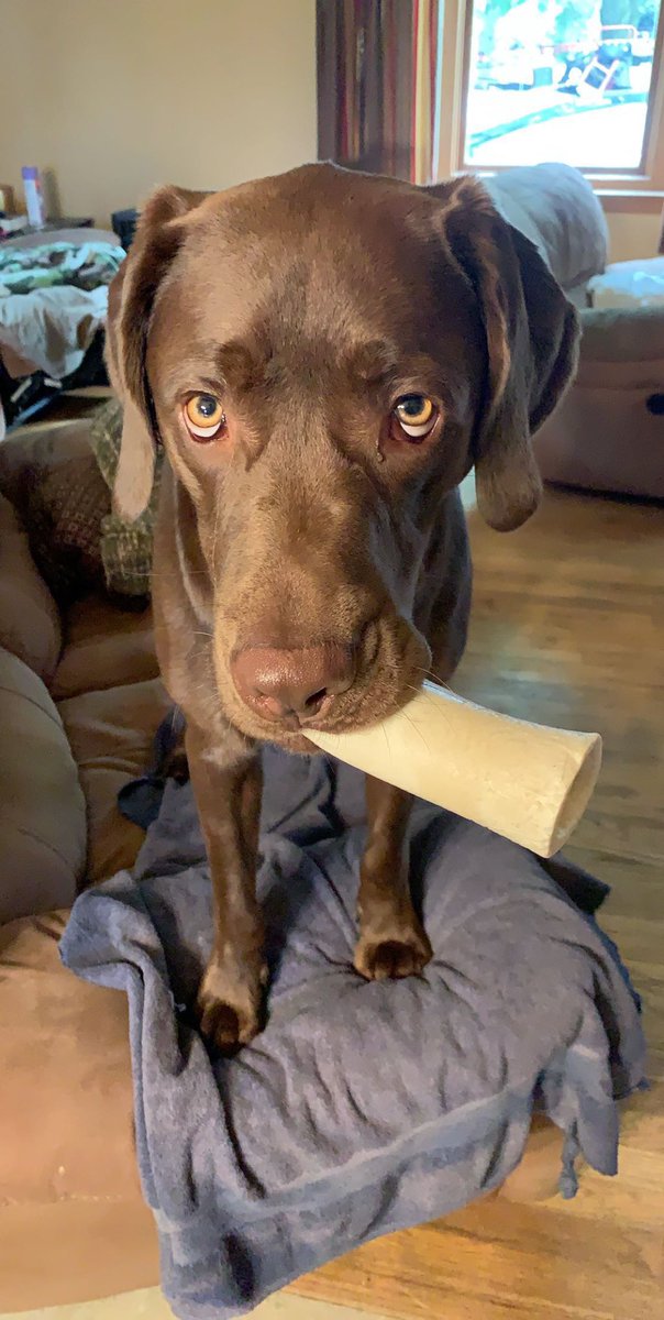 PlexAaigo's tweet photo. @518_Nayte My boy Tucker https://t.co/0pTPQ10JvT