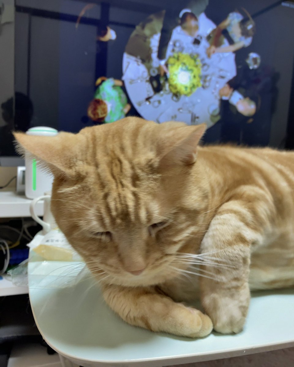 gajumaru3's tweet photo. ポワロ さん見てる
#catonthetable #cat #猫 https://t.co/AS8gF3L0vR