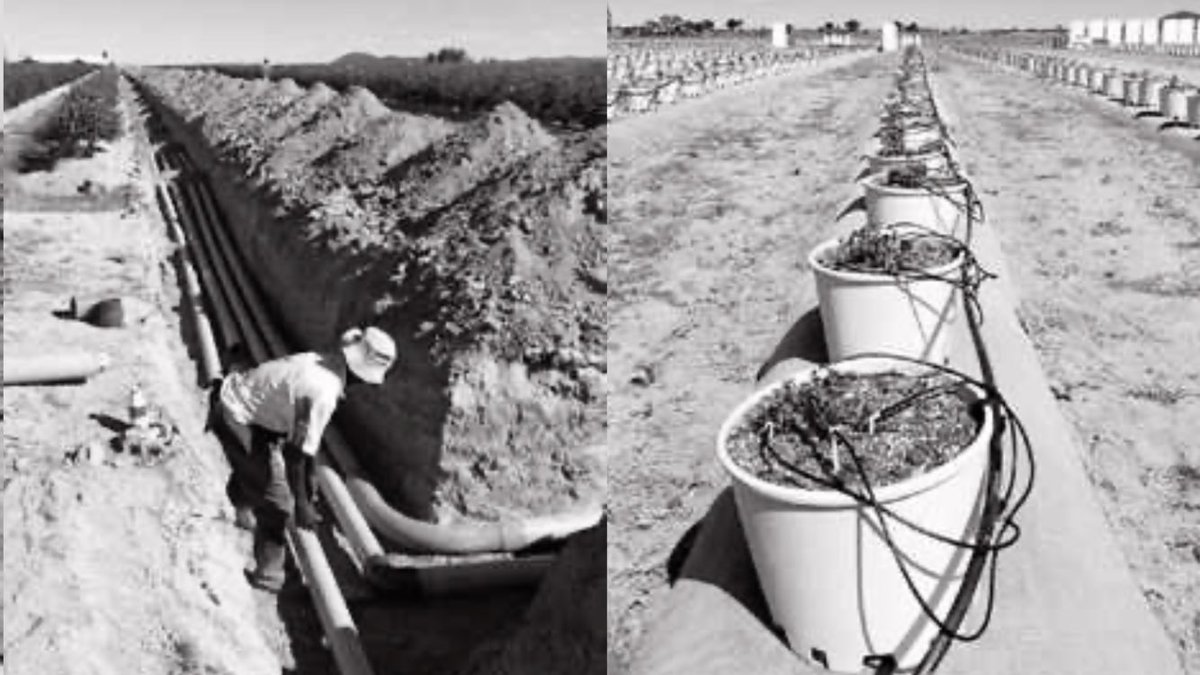 Now the irrigation part is fascinating: Water is pumped from reservoir to tanks where it’s tested for pH and electrical conductivity and nutrients added. The fortified water solution is then pumped to each and every plant pot in exactly the same amount - and at the same time