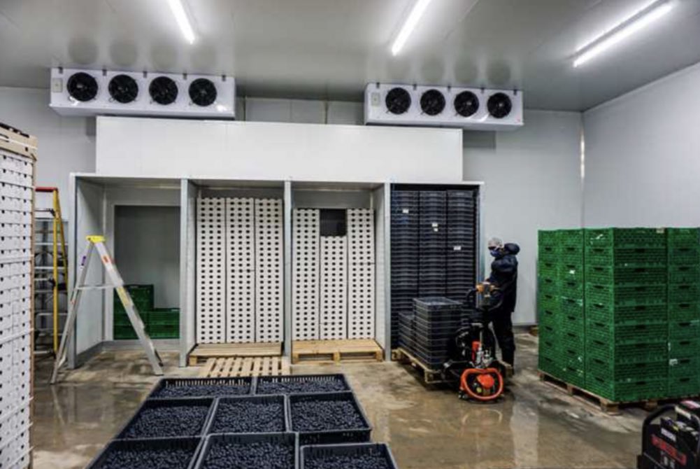 The berries are harvested – manually – and sent to the pack house, which is around 5 degrees temperature. Grading is done under LED lighting to ensure sorters select the berries correctly. The berries are then kept in storage at 1 degree, then packed for local market and export