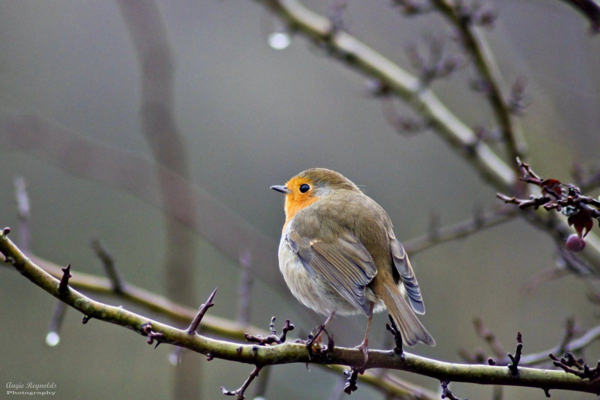 Little robin brightening up a dull damp day 
#robin #birdphotography #birds #NaturePhotography #nature #TwitterNatureCommunity #wildlife #wildlifephotography