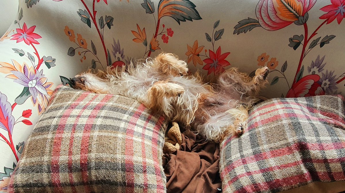 woofstockuk's tweet photo. Jake has that Friday feeling ๐คฃ๐คฃ๐คฃ
#dogsofwoofstock #dogsoftwitter #dogsintheoffice #officedogs #dogsofdevon https://t.co/u2YlUIl91r