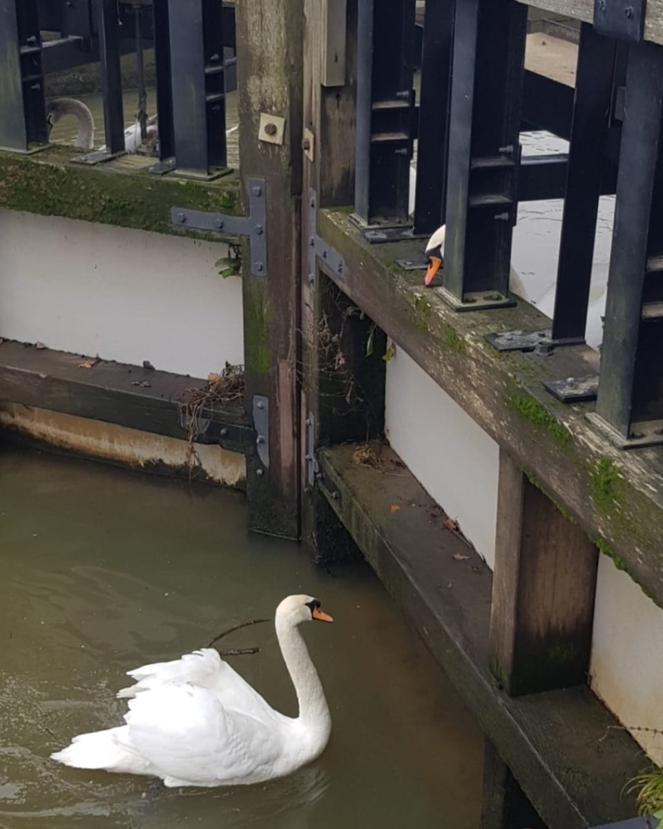 AngleyDigitalM's tweet image. Even swans are socially distancing 😆 2020 🤷🏼‍♀️
#SocialDistancing #Kent #FridayThoughts