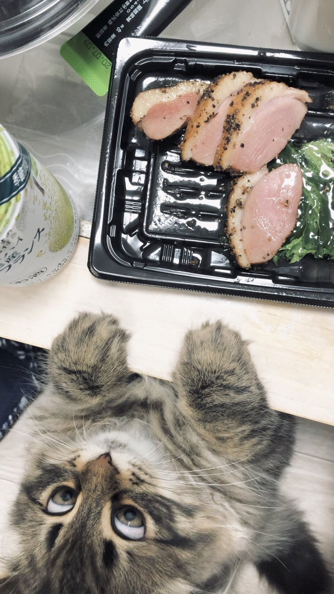 人間用の鴨肉を発見した猫さんが食べたさのあまり白目まで 表情豊かに伝えてくる 全力で止めにかかってます Togetter 人間用の鴨肉を発見した猫さんが食べたさのあまり白目まで 表情豊かに伝えてくる 全力で止めにかかってます Togetter