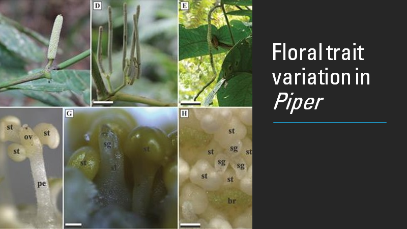 BotJLinnSoc's tweet photo. Advance article: Disentangling the ecological basis of floral trait variation in Neotropical #Piper species 
Valentin-Silva, Batalha &amp; Guimarães. #Ecology #Neotropics #Flowers #Pollination #Anemophily #BreedingSystems
https://t.co/NcmMVzQw8Z https://t.co/C7cYRX3QkP