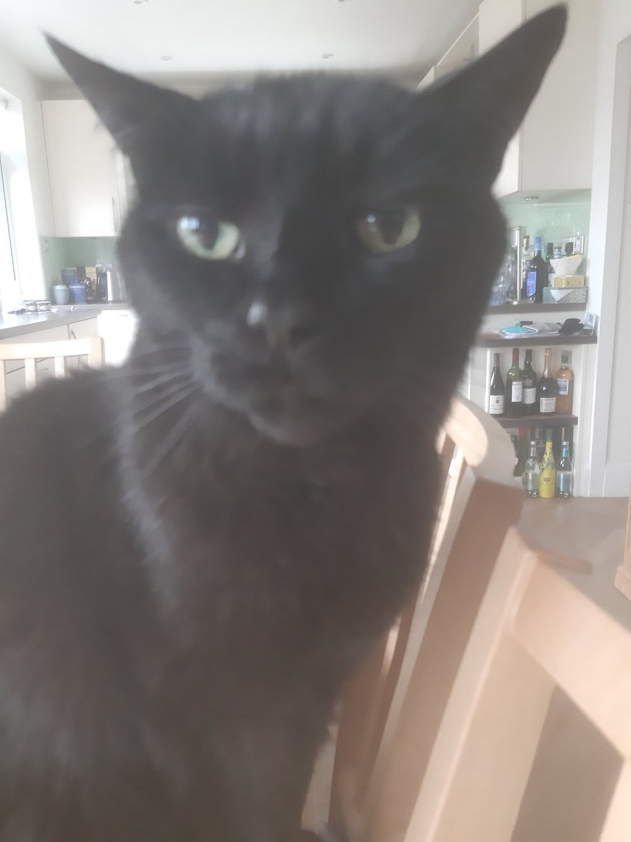 Pluto the Cat tweet media