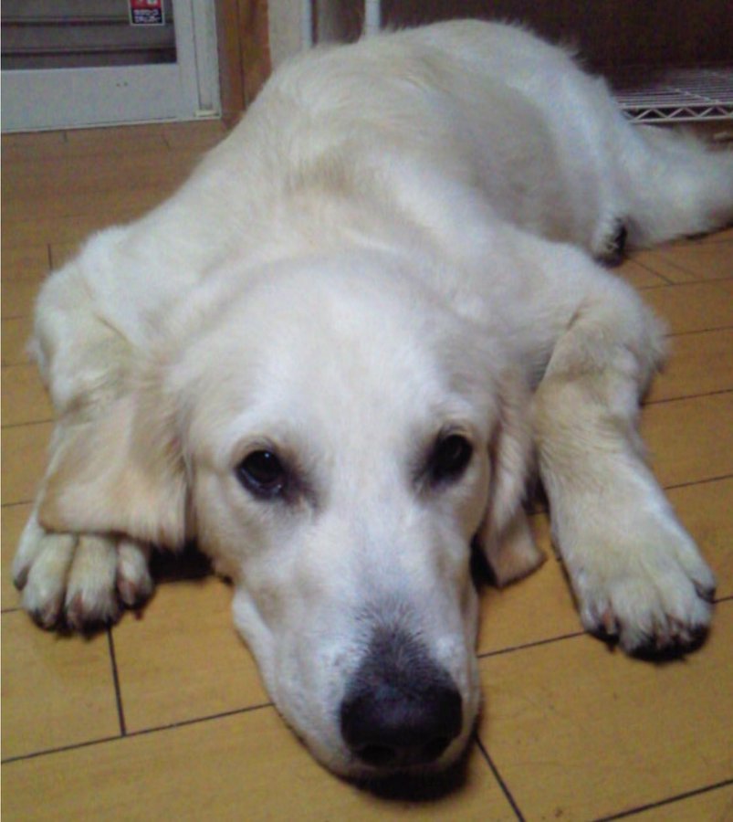 志村けんの愛犬 殿くん チロ 引き取り手は元家政婦 現在の状況について アスネタ 芸能ニュースメディア