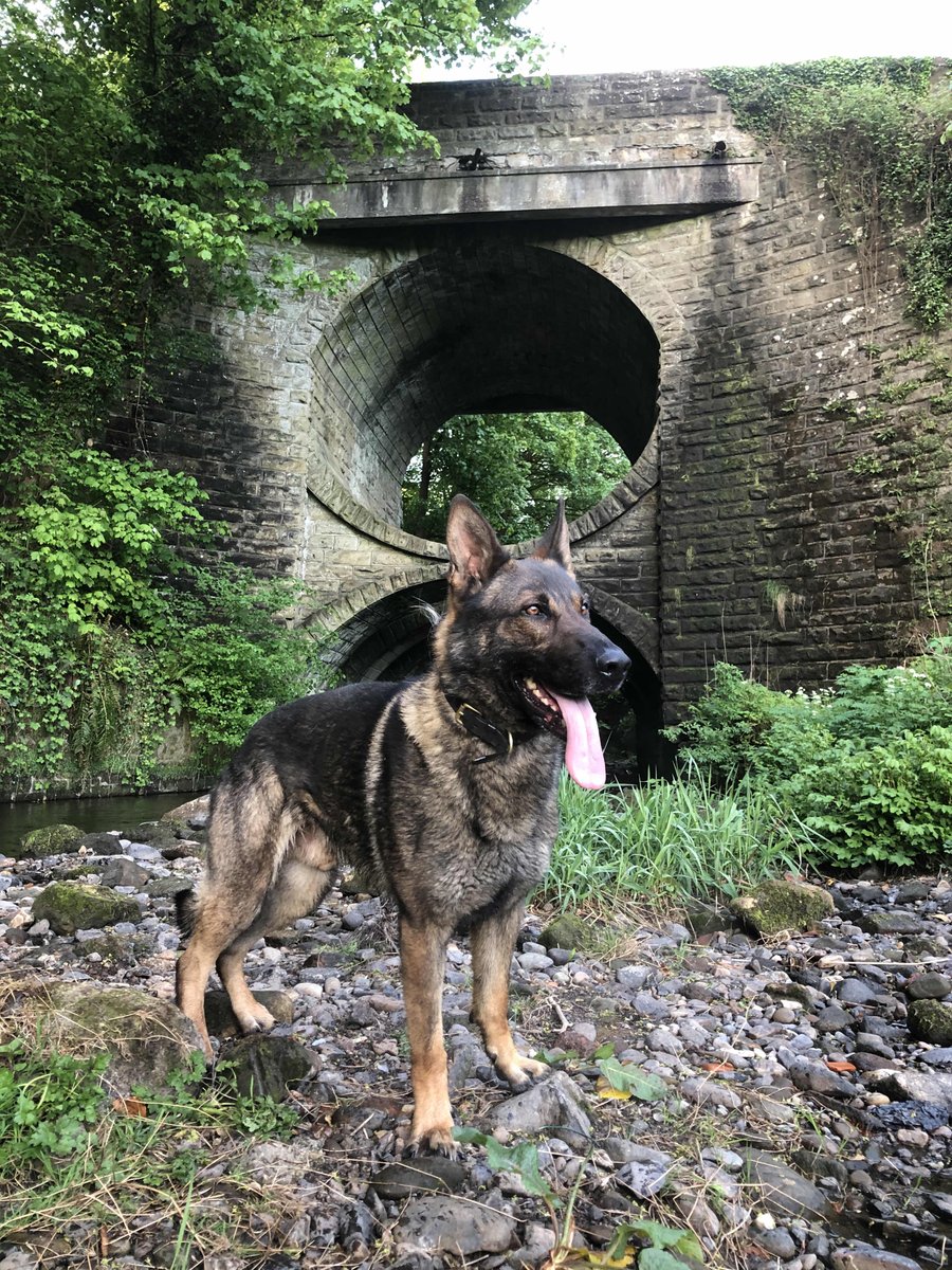 PSOSDogs's tweet image. During the early hours of 11.12.2020 a commercial premises at Craigforth, Stirling was broken into.  Great work by Group 5 Stirling to contain the area which allowed #PdChase to search and track the suspect hiding within. #teamwork @ForthValPolice